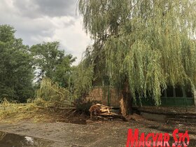Lecsapott Zentára a szerda délutáni vihar. Az esővíz elárasztotta a parkot, több helyen pedig nagyobb fákat csavart ki a szél. 