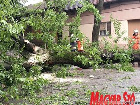 Lecsapott Zentára a szerda délutáni vihar. Az esővíz elárasztotta a parkot, több helyen pedig nagyobb fákat csavart ki a szél. 