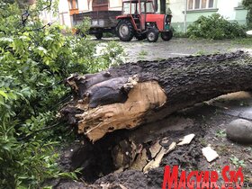 Lecsapott Zentára a szerda délutáni vihar. Az esővíz elárasztotta a parkot, több helyen pedig nagyobb fákat csavart ki a szél. 