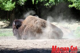 Nyári séta a palicsi állatkertben (Fotó: Benedek Miklós)