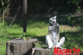 Nyári séta a palicsi állatkertben (Fotó: Benedek Miklós)