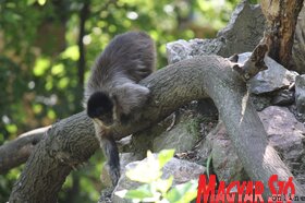 Nyári séta a palicsi állatkertben (Fotó: Benedek Miklós)