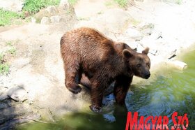 Nyári séta a palicsi állatkertben (Fotó: Benedek Miklós)