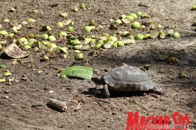 Nyári séta a palicsi állatkertben (Fotó: Benedek Miklós)