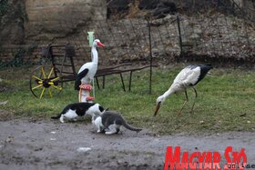 Sérült madarat fogadott be a gunarasi Zabos család (Lakatos János)