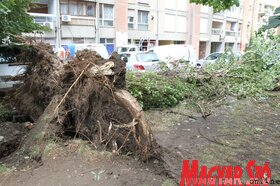 Viharkárok Újvidéken (Diósi Árpád felvétele)