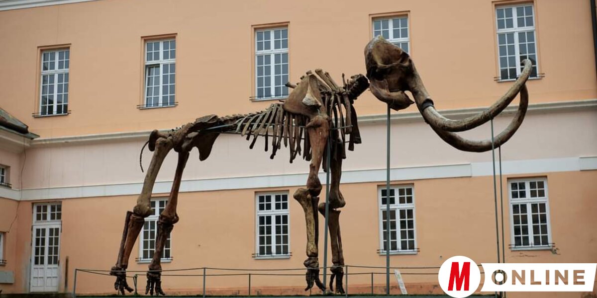 Mamutfesztivál Nagykikindán