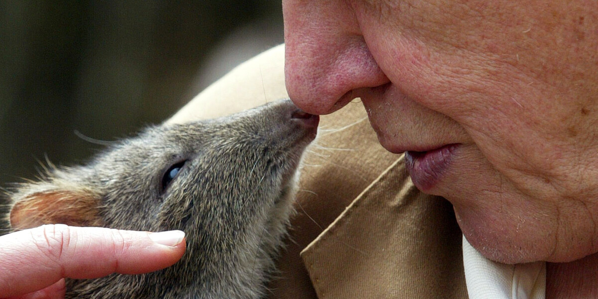 Darázsfajt neveztek el David Attenborough-ról 100. születésnapja alkalmából